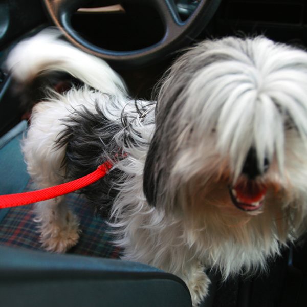 Vai viajar com seu animal de estimação? Confira cinco acessórios de carro para Pets.